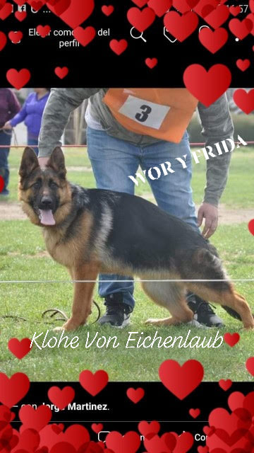 Pastor Alemán VON EICHENLAUB - imagen 26